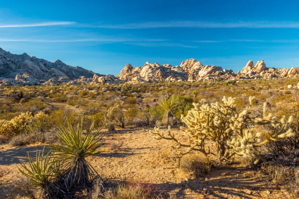 View of desert mountains with yucca plant and cholla in foreground